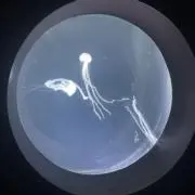 banzooの画像