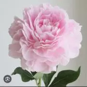 asuの画像