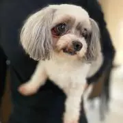 doglover