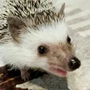 T1