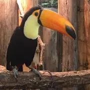 ポムじいの画像