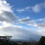 詩人鳥の画像