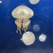 ライネルの画像