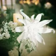 halu.の画像