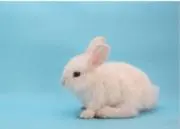ゆりゆり(7月25日まで発送お休み)の画像