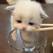 ここ