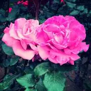 courtney6の画像