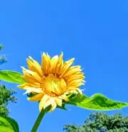 スマイル５５の画像