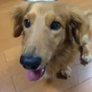 Ayaの画像