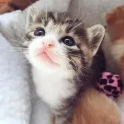 凛の画像