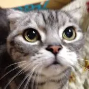 あーさん【断捨離中】の画像