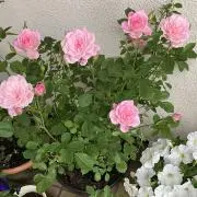 豆つよしの画像