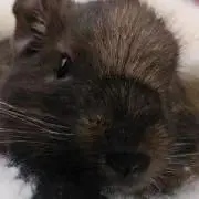 プリン