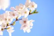 ゆっこの画像