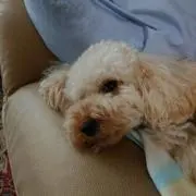 コロン