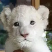 しろとらの画像