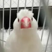 ピーチの画像