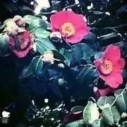 椿の画像
