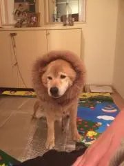 よしなりの画像