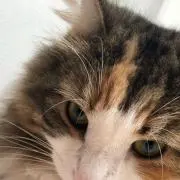 ゆかの画像