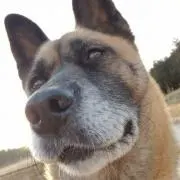 バオバブ