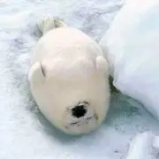 おーやんの画像
