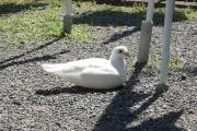 みかみの画像