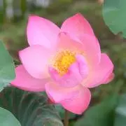 よぎ