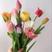 花子(Hanako)の画像