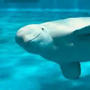 ささみの画像