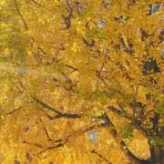 uenon•*¨*•.¸¸♪の画像