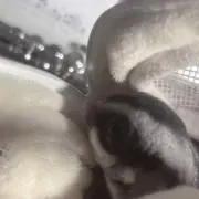 まゆの画像