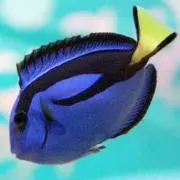 ナンヨウハギの画像