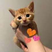 うり‪ ·͜·ᰔᩚの画像