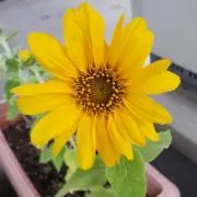 C✳︎K