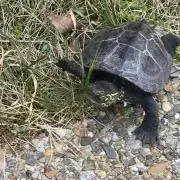 かめ吉の画像