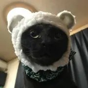 chakoの画像