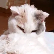 ねこたまの画像