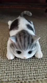 kokoの画像