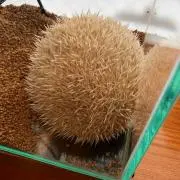 アヤの画像
