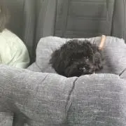 kosuzuの画像