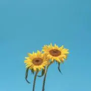 Akaneの画像