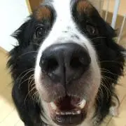 バニバニバーニーズ