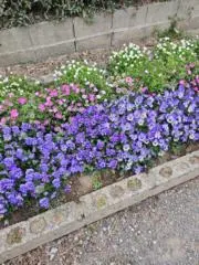 レッドダイヤの画像