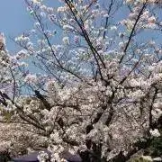 takeshinの画像