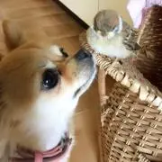 犬 侍の画像