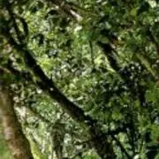 green blueの画像