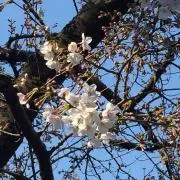 トモリの画像