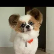 あお