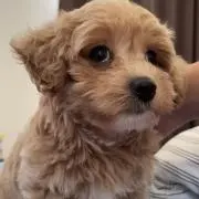 ピッピちゃん※プロフ必読！の画像